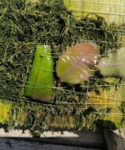 Alternative view of Strophocactus (syn. Selenicereus) wittii S