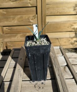 Alternative view of Welwitschia mirabilis 1,4L