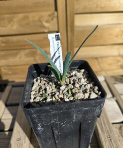 Welwitschia mirabilis 1,4L