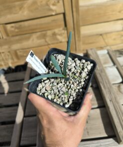 Welwitschia mirabilis 1,4L – Image 3
