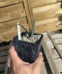 Welwitschia mirabilis 1,4L – Image 4