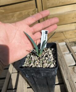 Welwitschia mirabilis 1,4L – Image 5