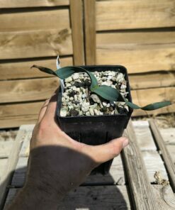 Welwitschia mirabilis W10