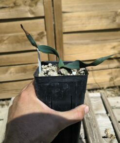 Alternative view of Welwitschia mirabilis W10