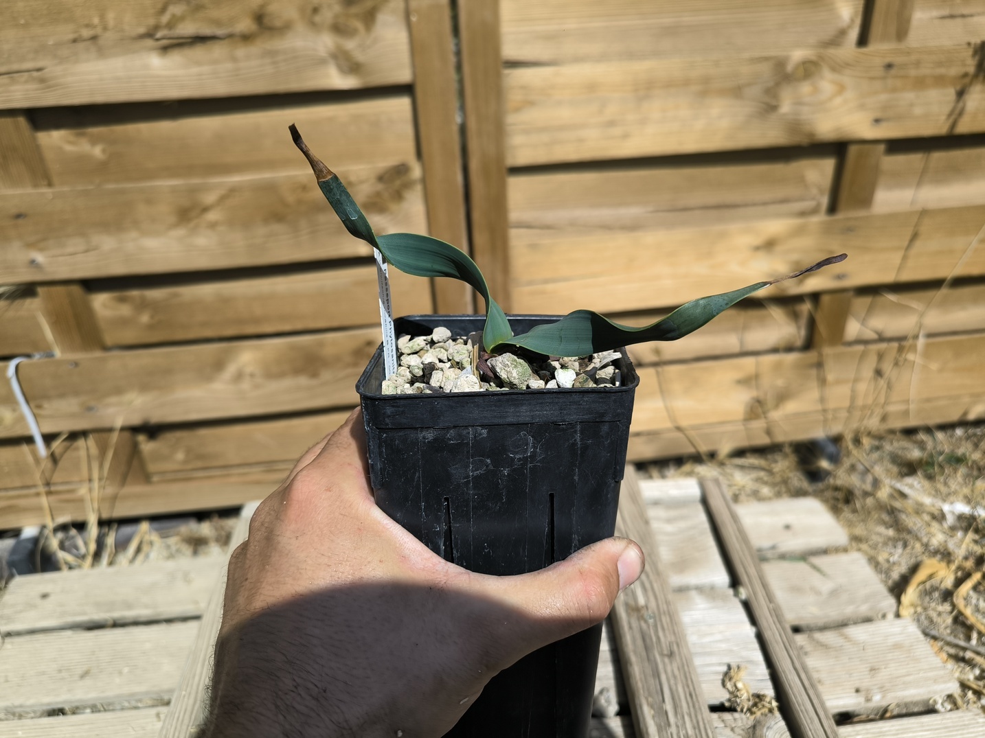 Welwitschia mirabilis W10 – Image 2