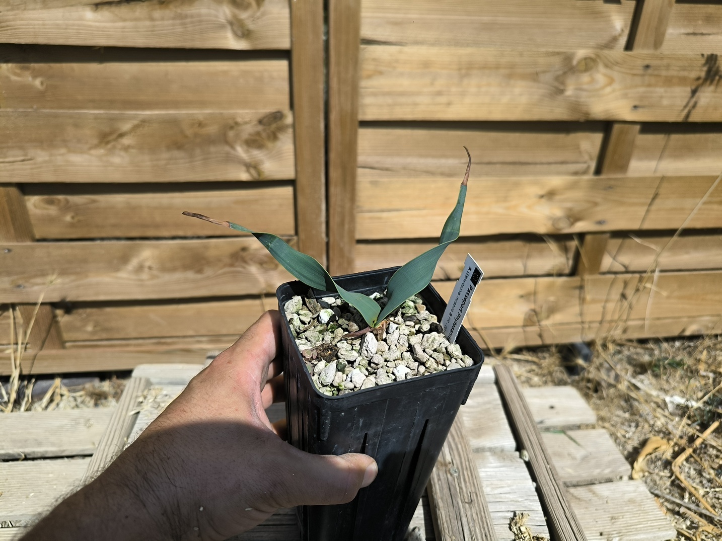 Welwitschia mirabilis W10 – Image 5