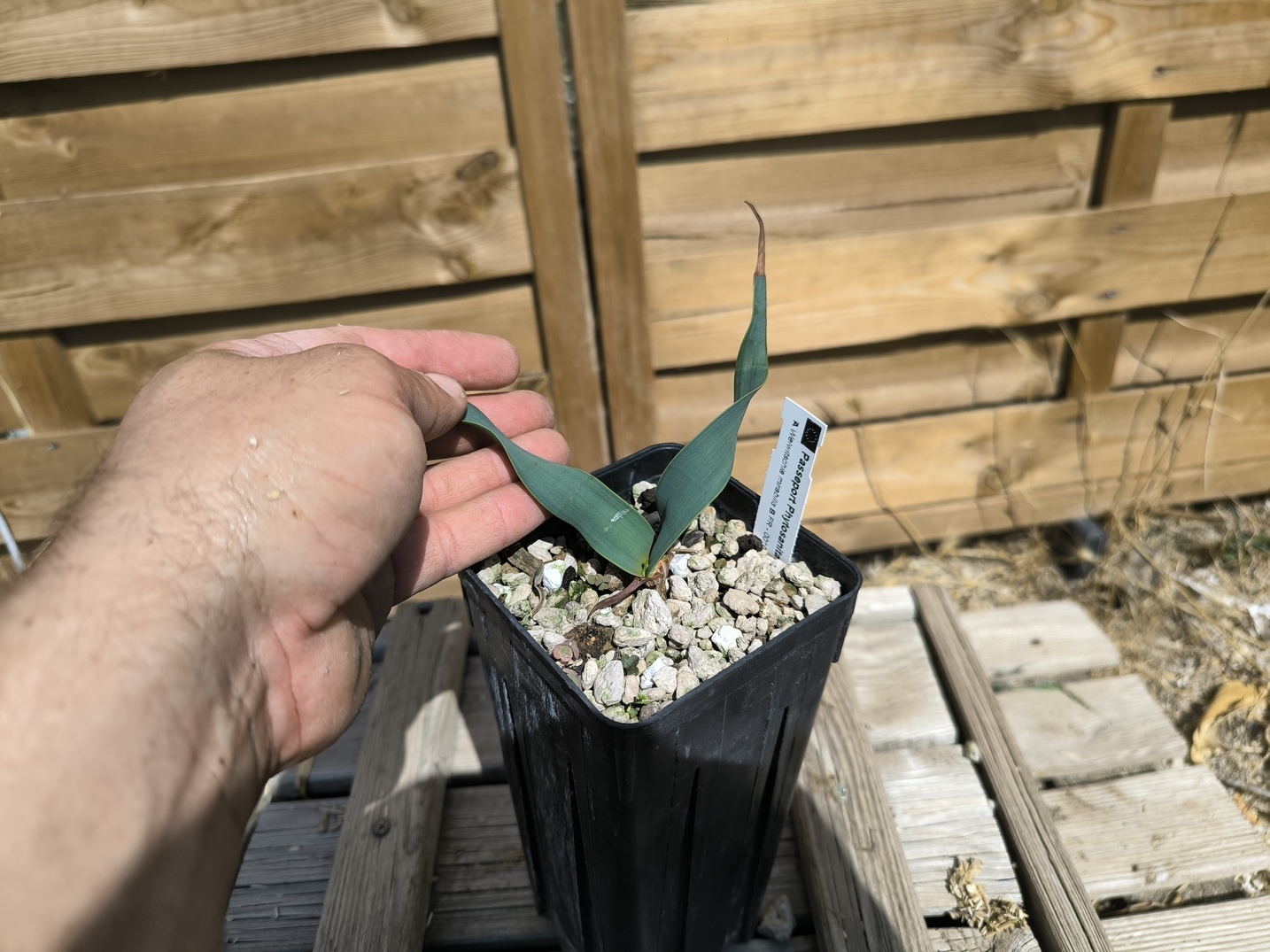 Welwitschia mirabilis W10 – Image 6
