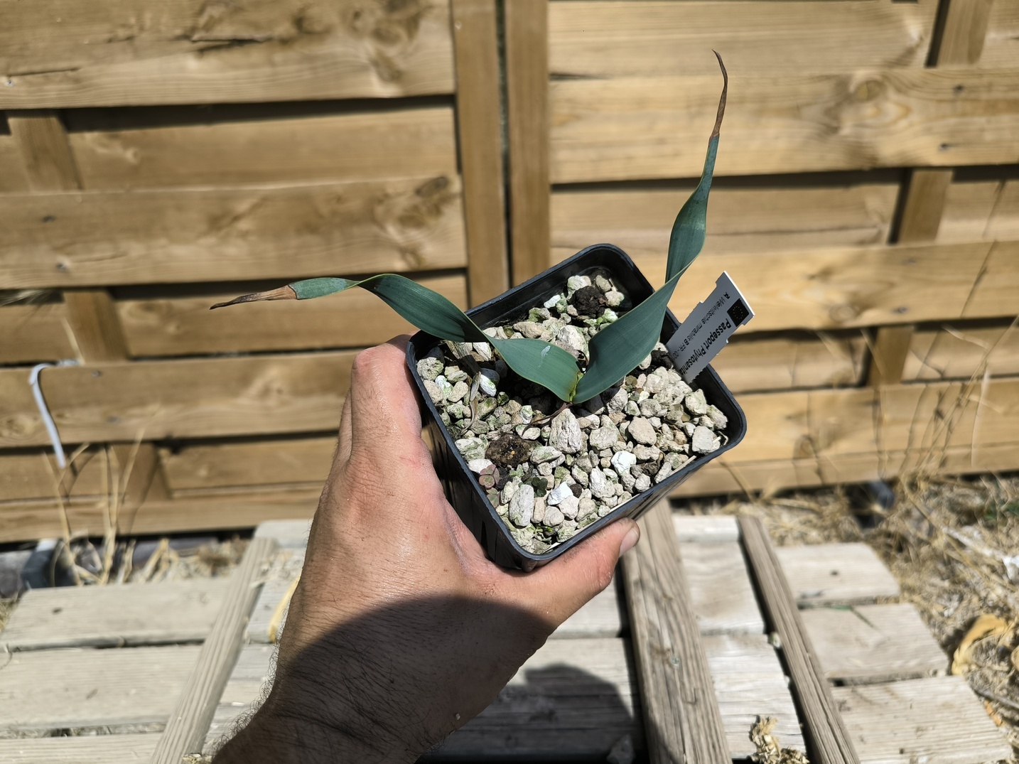 Welwitschia mirabilis W10 – Image 4