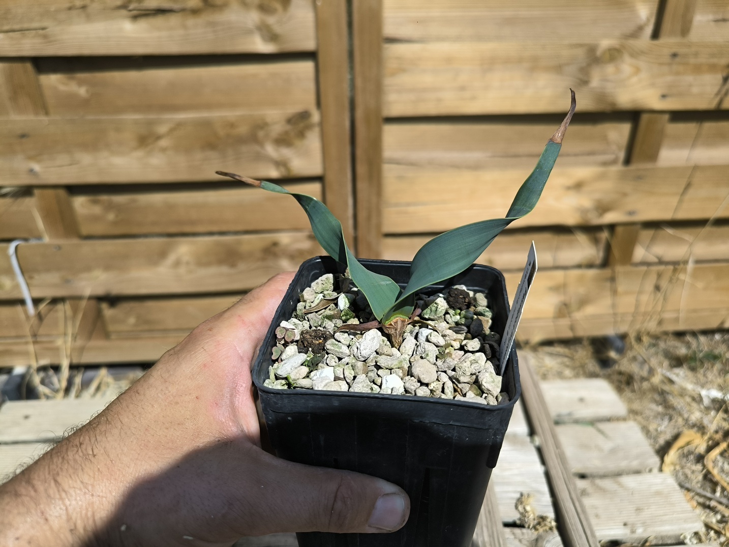 Welwitschia mirabilis W10 – Image 3