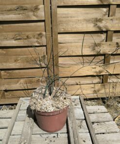 Zamia angustifolia 2L