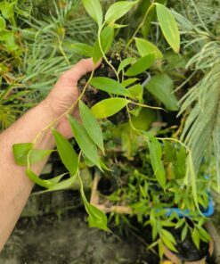 Alternative view of Costus lateriflorus