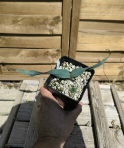 Welwitschia mirabilis W8