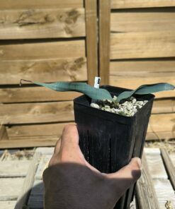Alternative view of Welwitschia mirabilis W8