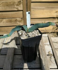 Welwitschia mirabilis W4