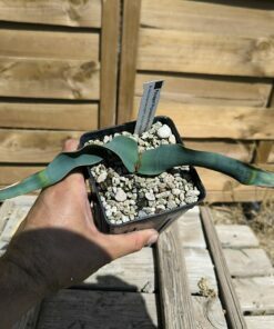 Alternative view of Welwitschia mirabilis W4