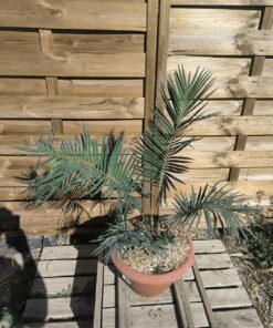 Cycas revoluta x sexseminifera 6cm caudex