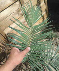 Alternative view of Cycas revoluta x sexseminifera 6cm caudex