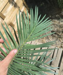 Cycas revoluta x sexseminifera 6cm caudex – Image 6