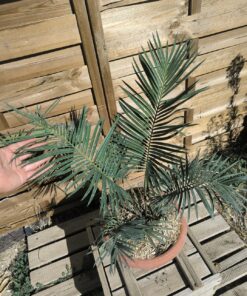 Cycas revoluta x sexseminifera 6cm caudex – Image 5
