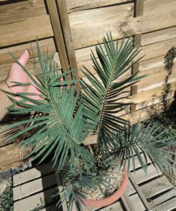 Cycas revoluta x sexseminifera 6cm caudex – Image 4