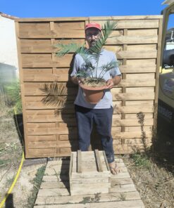 Cycas revoluta x sexseminifera 6cm caudex – Image 3